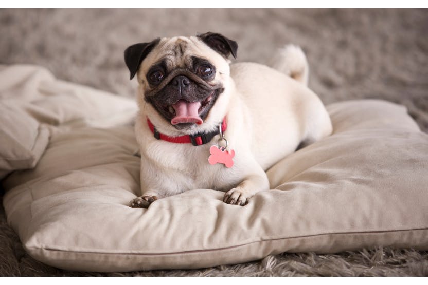 5 Ways to Spoil Your Pug on National Pug Day