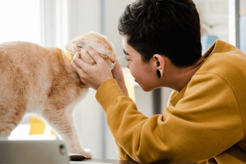 4 Reasons to Spoil Your Cat with Drop-In Visits