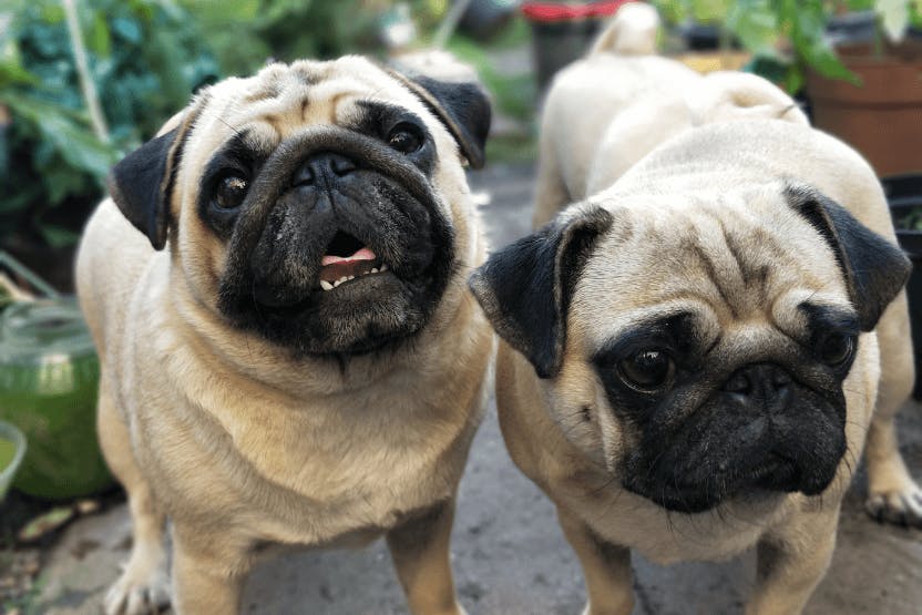 daily-wag-9-facts-about-pugs-hero-image