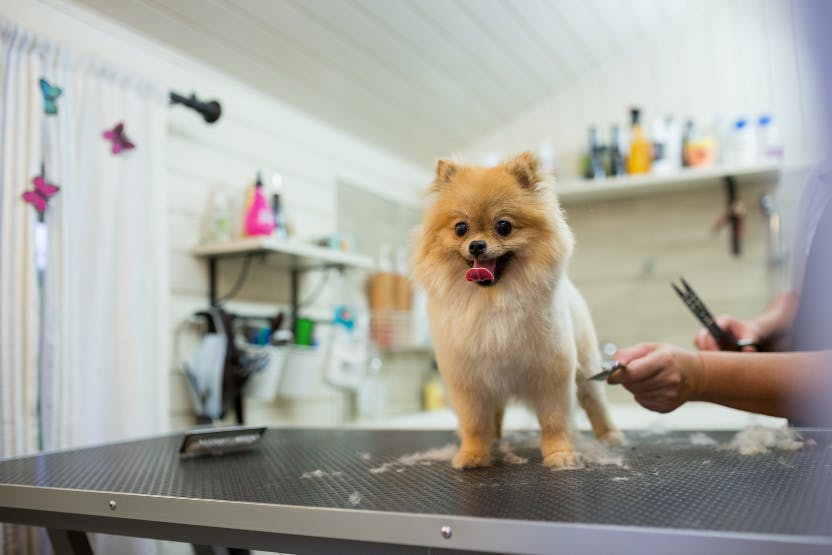 daily-wag-9-gift-ideas-to-show-your-appreciation-for-your-pet-groomer-hero-image