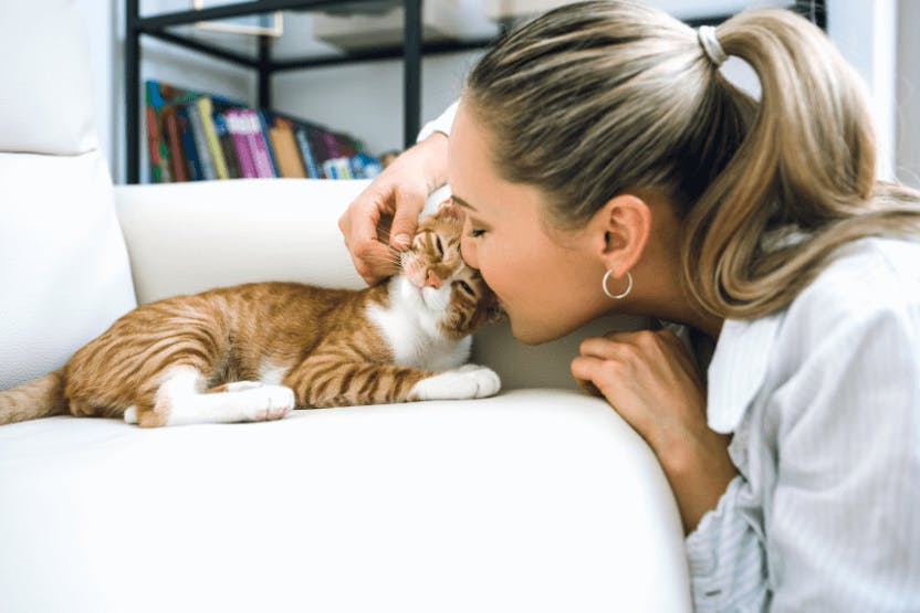 daily-wag-5-great-reasons-to-hire-a-cat-sitter-during-the-holidays-hero-image