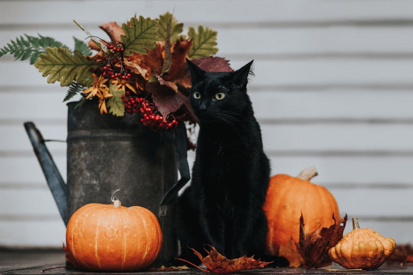 Black Cat Charms And Pendants for Good Luck and Protection for