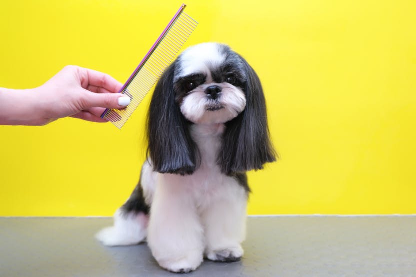 daily-wag-4-creative-grooming-ideas-to-make-your-pup-stand-out-hero-image