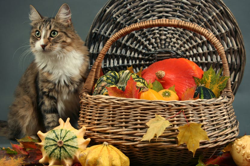 daily-wag-the-dos-and-donts-of-thanksgiving-foods-for-cats-hero-image