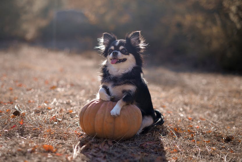 daily-wag-10-thanksgiving-safety-tips-for-dogs-every-pet-parent-should-know-hero-image