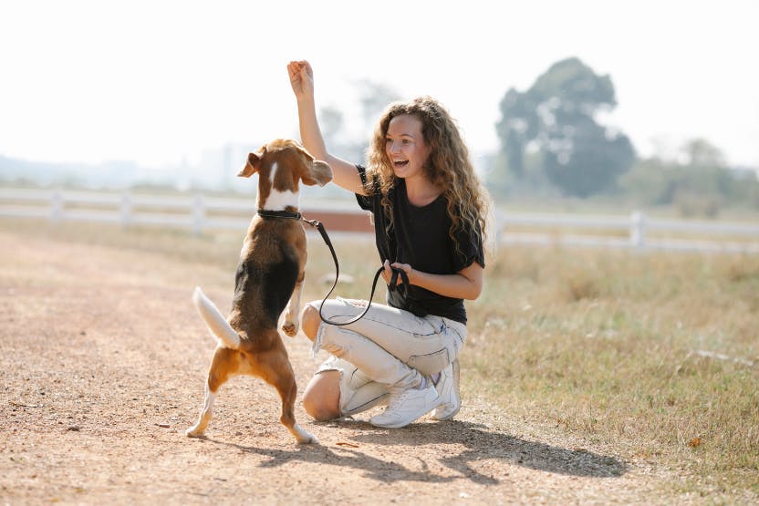 daily-wag-the-ultimate-guide-to-being-a-well-prepared-dog-sitter-hero-image