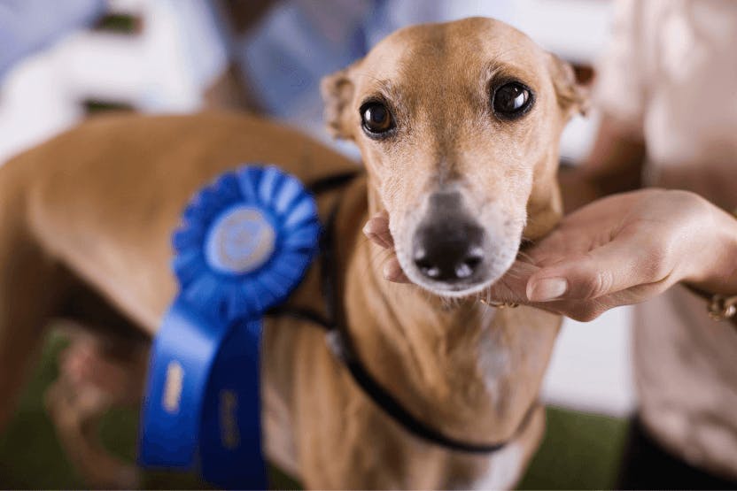 daily-wag-5-fun-facts-about-the-national-dog-show-hero-image