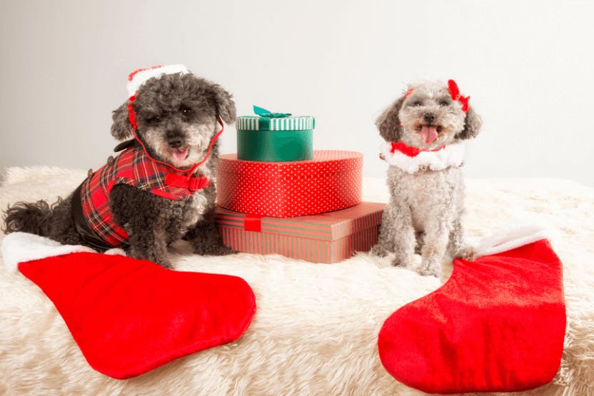 daily-wag-stocking-stuffers-for-dog-lovers-hero-image