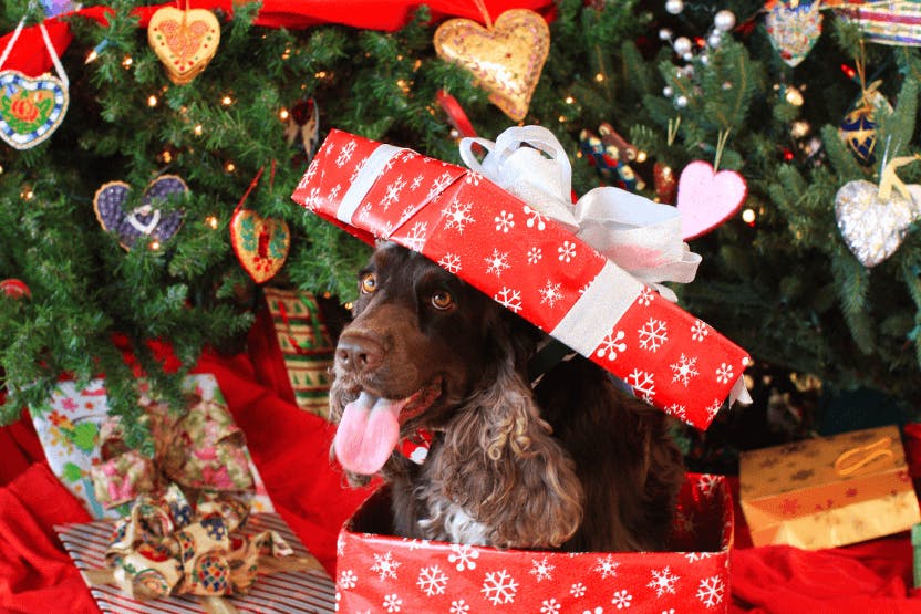 daily-wag-10-adorable-pet-holiday-photos-to-melt-away-your-holiday-stress-hero-image