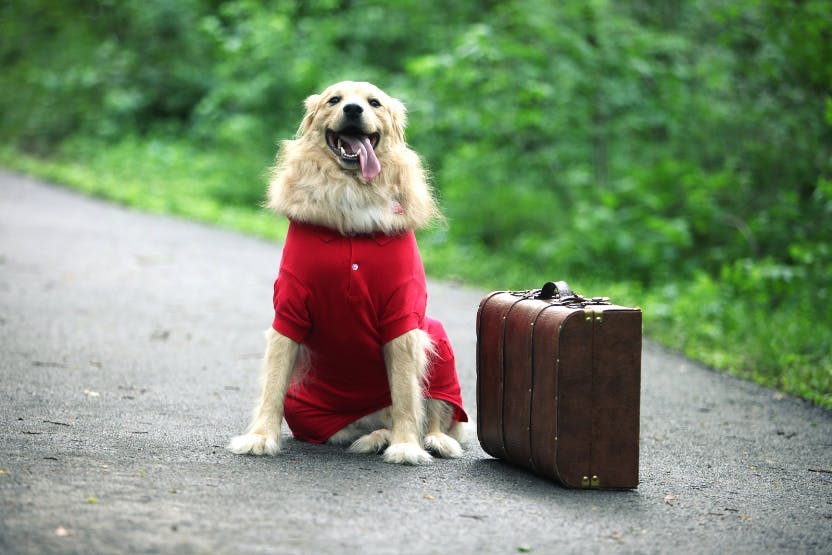 daily-wag-pet-travel-tips-for-the-holidays-expert-advice-hero-image