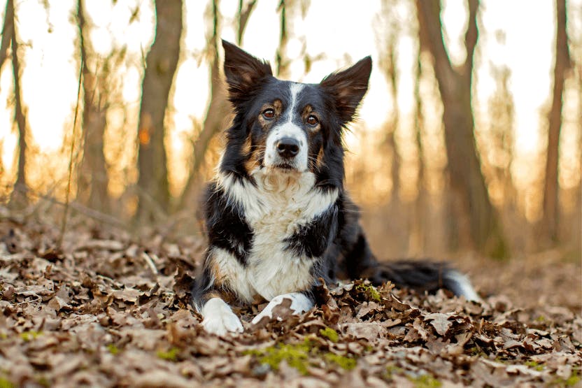 daily-wag-5-ways-to-spoil-your-border-collie-on-national-border-collie-day-hero-image