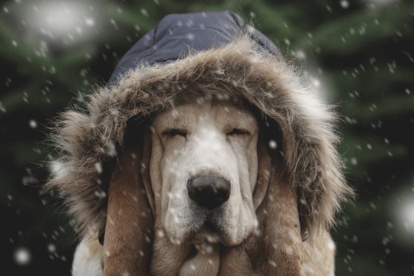 Warm up your pets' winter with fun indoor activities that provide