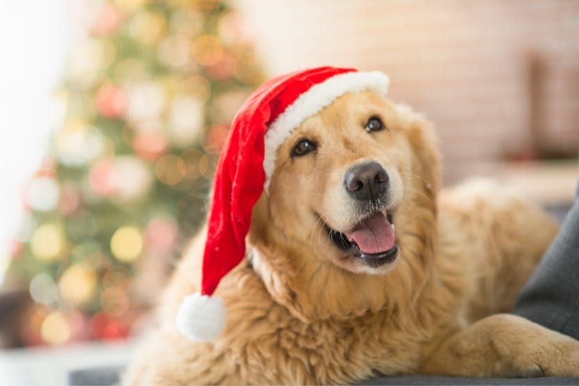 daily-wag-preparing-your-pets-for-a-festive-christmas-eve-and-morning-hero-image