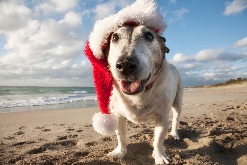 daily-wag-dog-friendly-holiday-activities-in-san-francisco-hero-image
