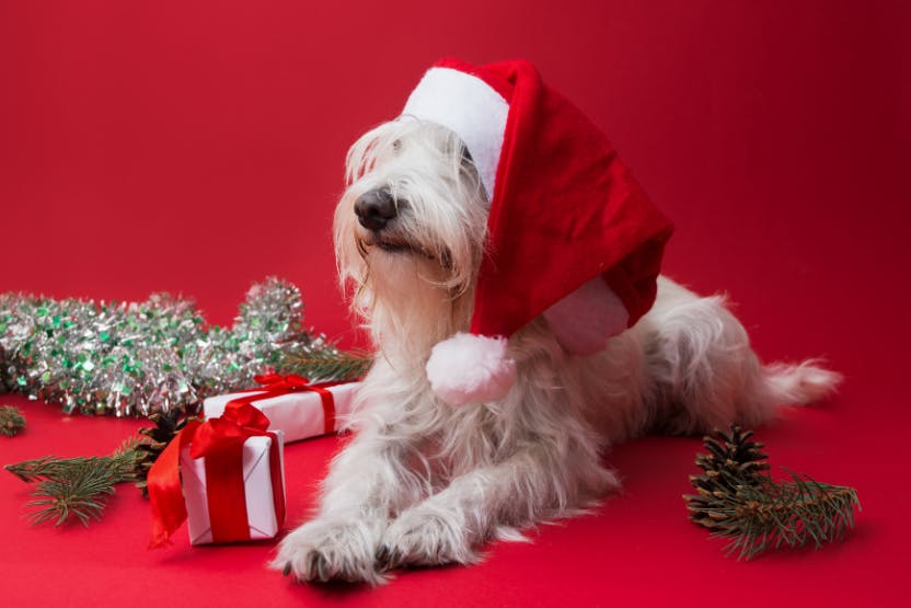 daily-wag-10-christmas-safety-tips-for-dogs-and-cats-every-pet-parent-should-know-hero-image