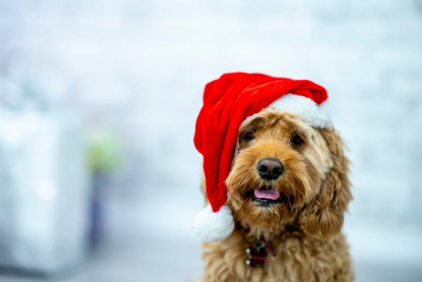 daily-wag-how-to-host-a-fun-safe-pet-friendly-holiday-party-hero-image