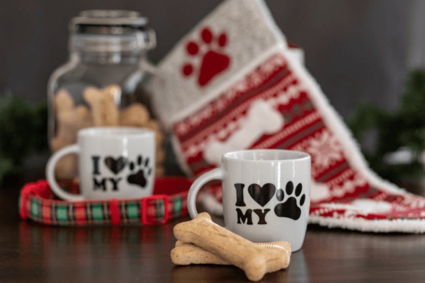 daily-wag-stocking-stuffers-for-all-the-pets-in-your-family-hero-image