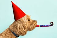 Ultimutt List Of Pet Holidays For 2023 Wag 
