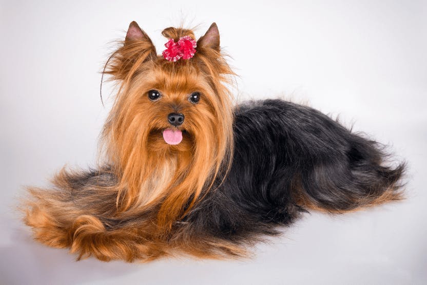 Fun Facts You May Not Know About Yorkshire Terriers