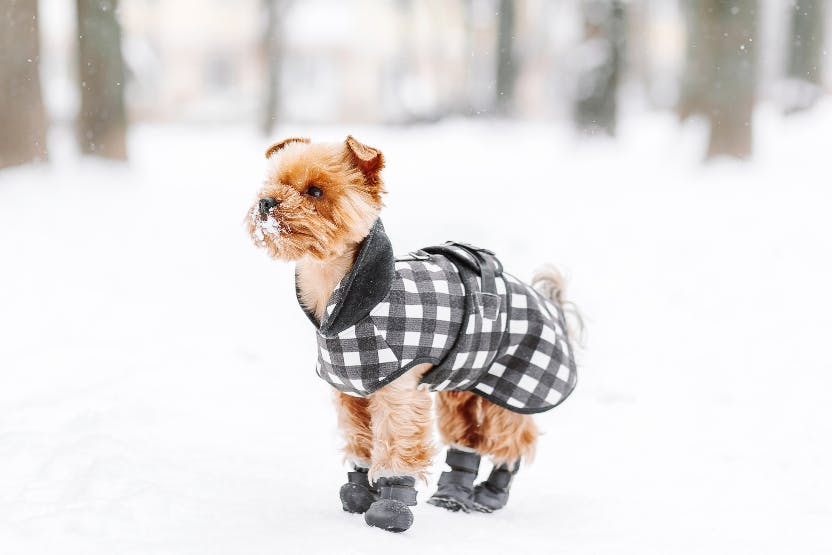 daily-wag-top-5-winter-dog-boots-to-protect-your-pups-paws-hero-image