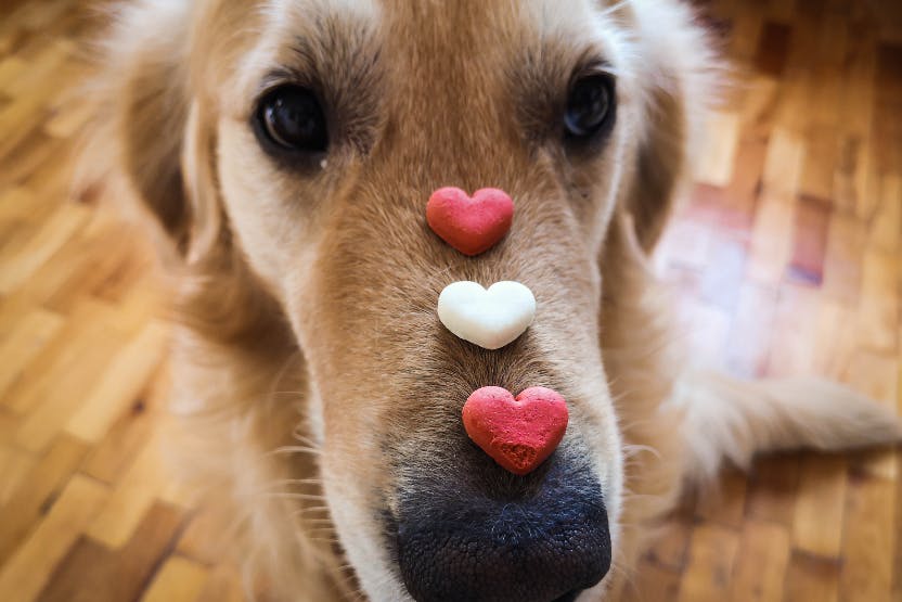 Happy Pets - Don't forget to feed your cute pets!