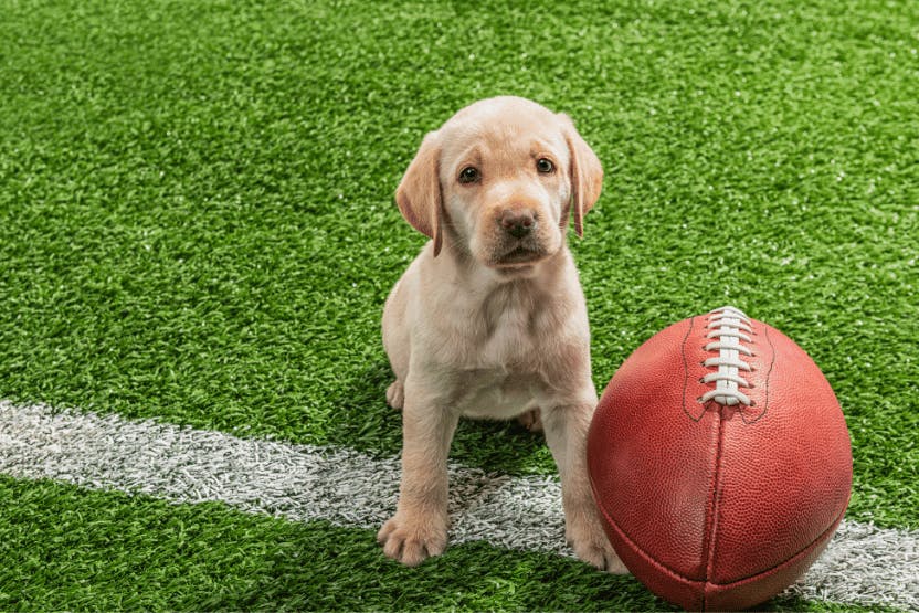 daily-wag-top-puppy-bowl-athletes-of-all-time-hero-image