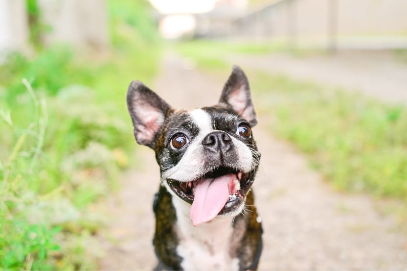 daily-wag-5-reasons-why-boston-terriers-are-the-best-hero-image