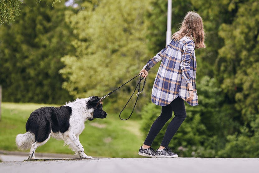 daily-wag-walking-a-dog-that-doesnt-want-to-walk-tips-for-dog-walkers-hero-image