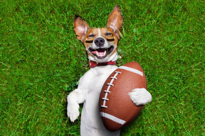 daily-wag-puppy-bowl-2023-hero-image
