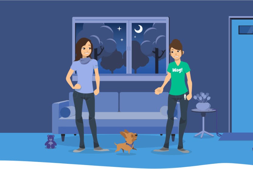 daily-wag-how-to-prepare-your-pets-and-home-for-a-pet-sitter-hero-image