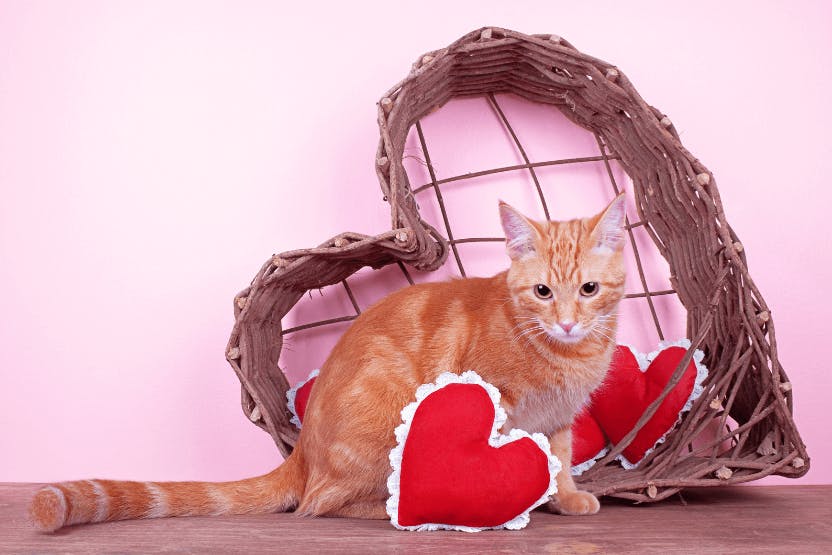 daily-wag-how-to-celebrate-valentines-day-with-your-cat-hero-image