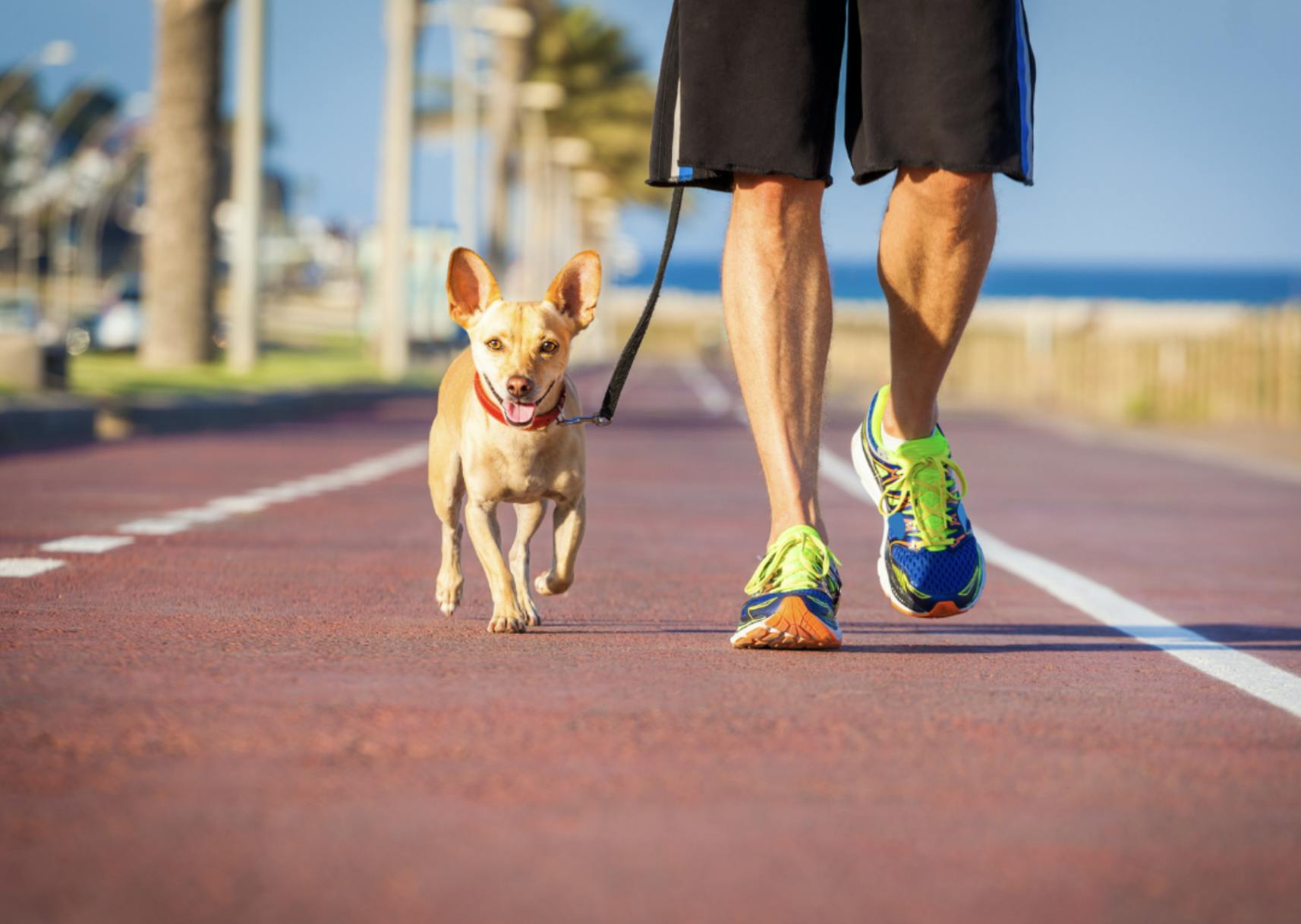 daily-wag-8-ways-to-get-the-most-out-of-a-walk-with-your-dog-hero-image
