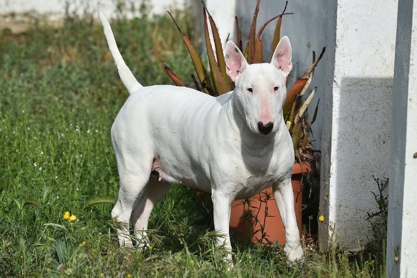 daily-wag-famous-bull-terriers-and-facts-about-the-breed-hero-image