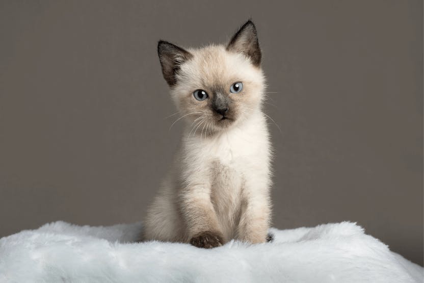 Everything You Need to Know about Siamese Cats