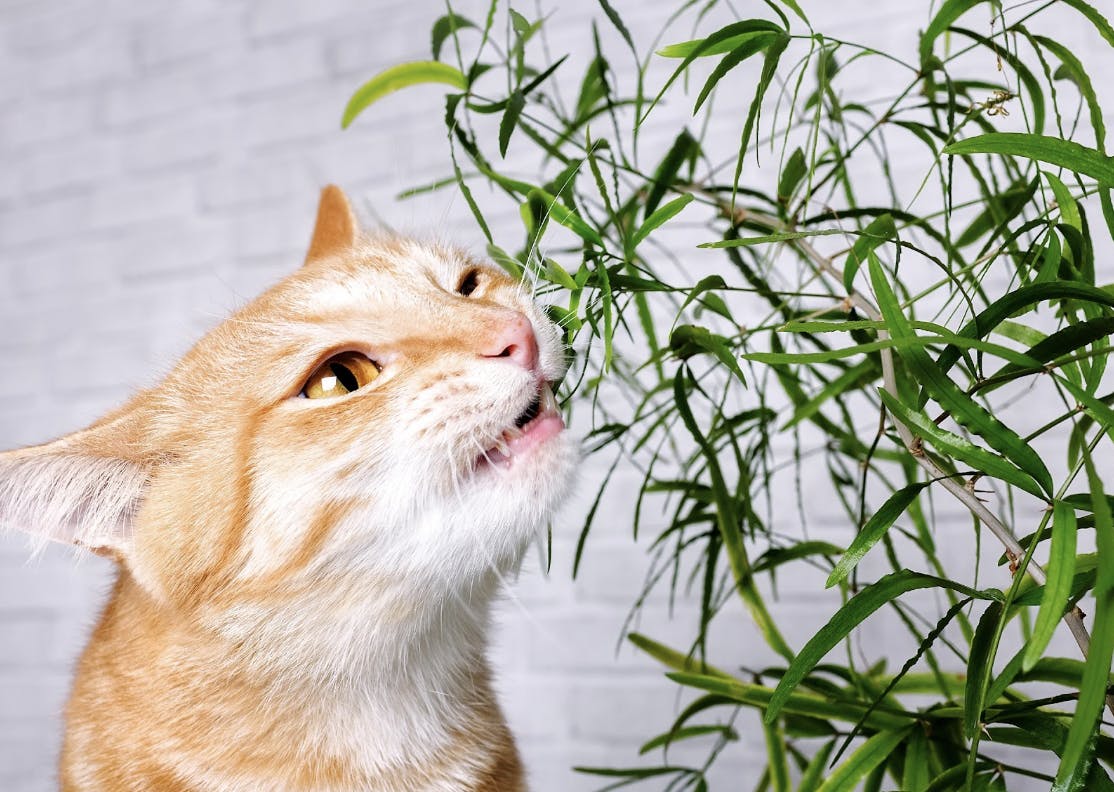 daily-wag-beyond-catnip-7-safe-cat-friendly-plants-to-have-at-home-hero-image
