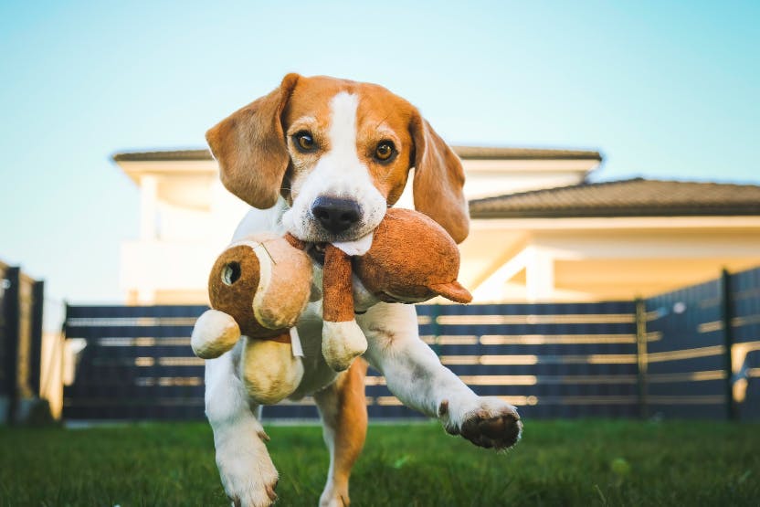 daily-wag-5-ways-to-spoil-your-beagle-on-national-beagle-day-hero-image