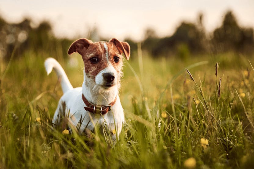 daily-wag-lyme-disease-in-dogs-5-things-pet-parents-should-know-hero-image