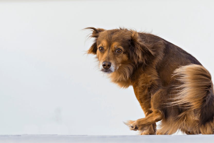 why is my dog scooting after grooming