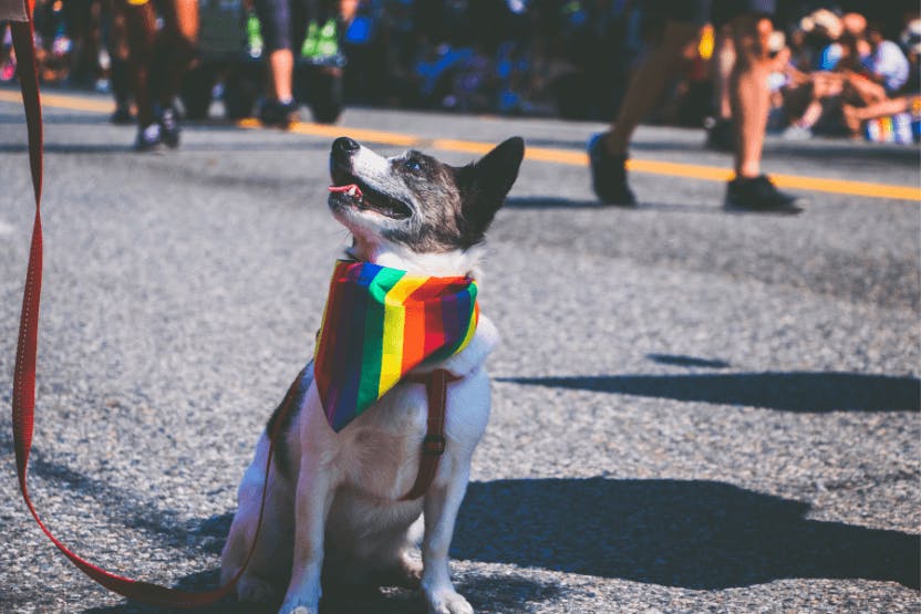 daily-wag-7-ways-to-keep-your-dog-safe-around-pride-parades-and-celebrations-hero-image