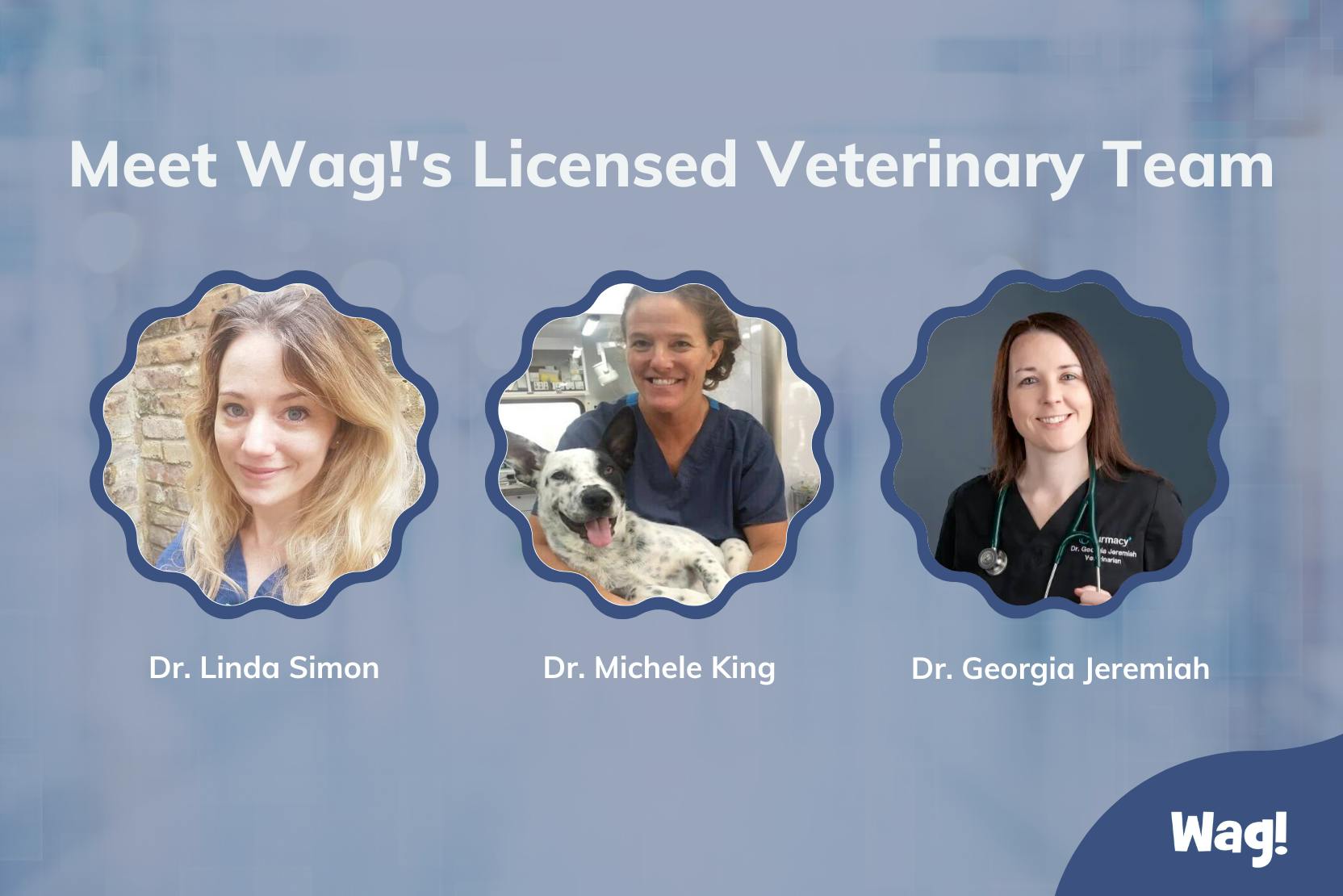 daily-wag-wags-licensed-veterinarian-team-who-we-are-hero-image