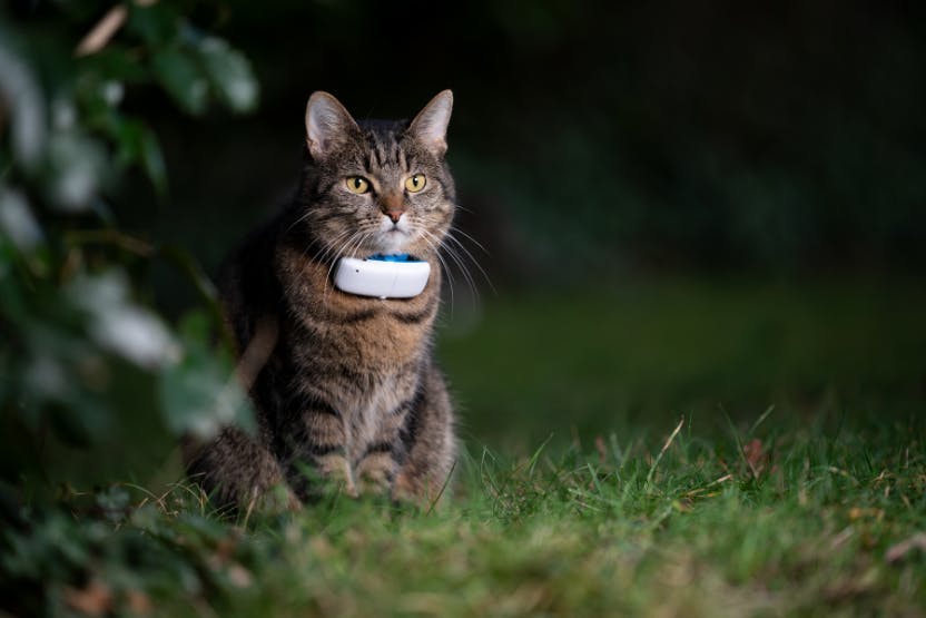 GPS Trackers Keep Your Pets Safe