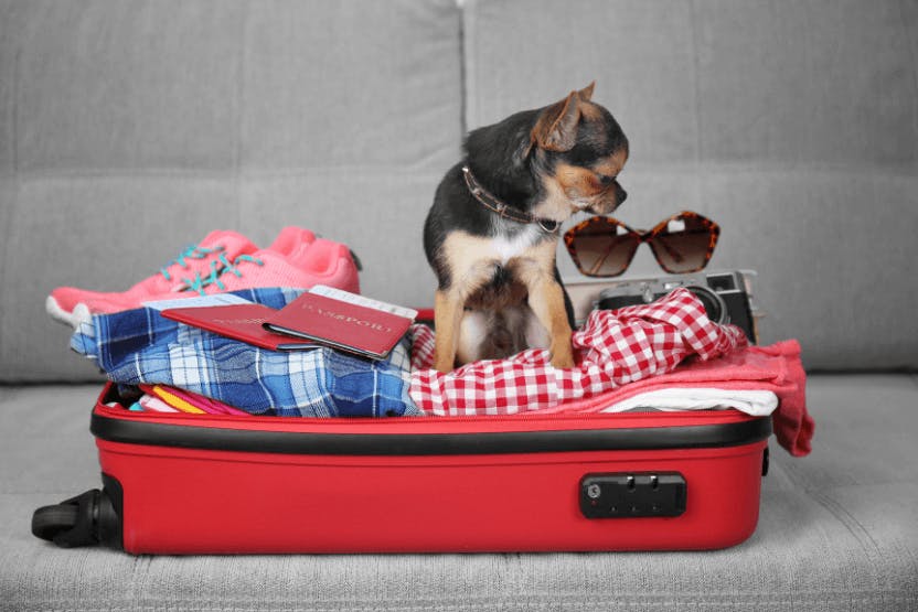 daily-wag-6-ways-to-make-traveling-without-your-pet-easier-hero-image