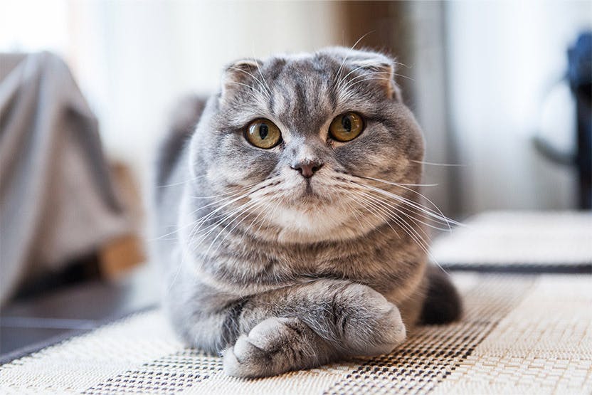 Scottish Fold Cats For Sale - Scottish Fold Cattery