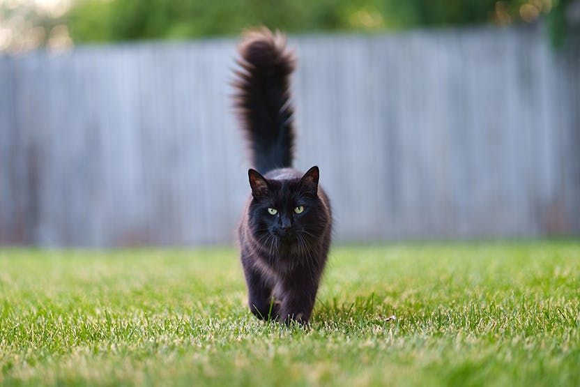 daily-wag-black-cat-breeds-hero-image