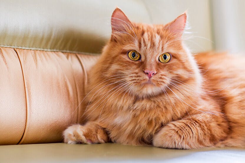 daily-wag-orange-cats-hero-image