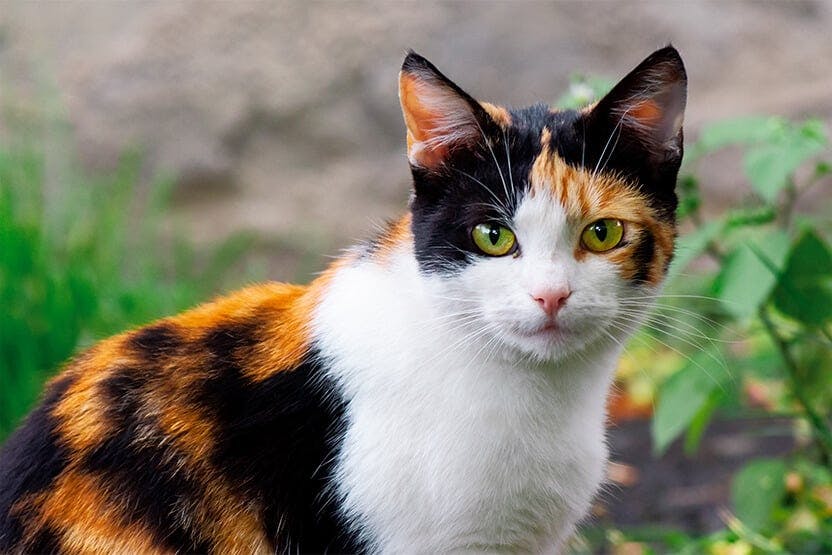 daily-wag-all-about-calico-cats-hero-image