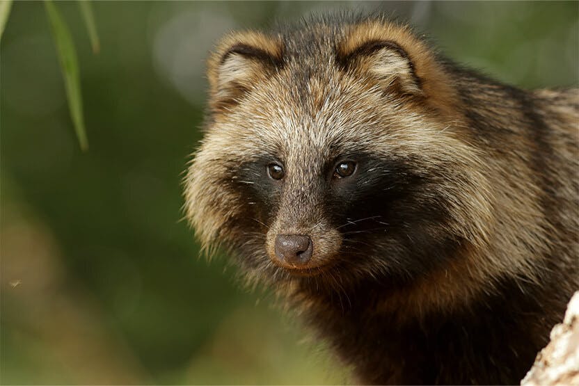 daily-wag-raccoon-dogs-hero-image