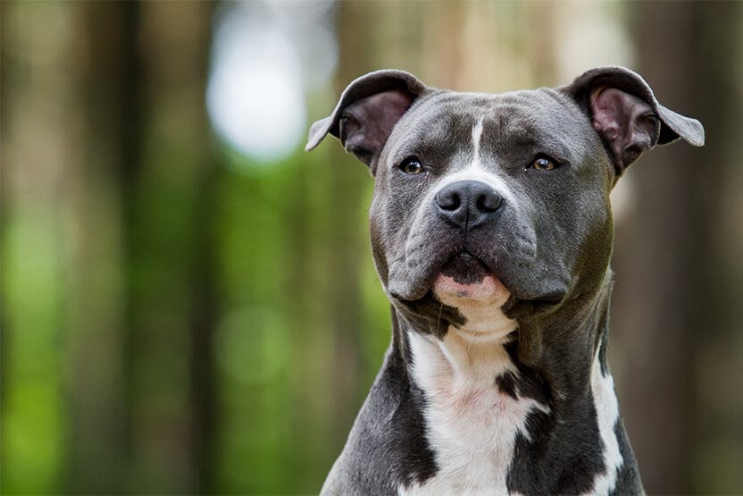 American Pit Bull Terrier Dog Breed Information and Pictures