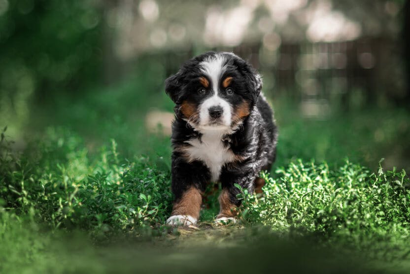 daily-wag-bernese-mountain-dog-puppy-guide-hero-image