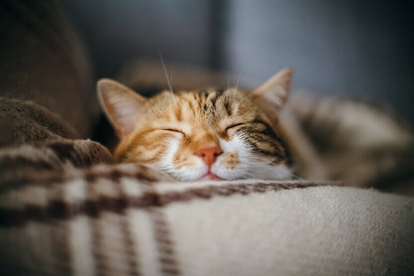 The Cutest Cat Breeds: 14 Cats You'll Definitely Want to Snuggle